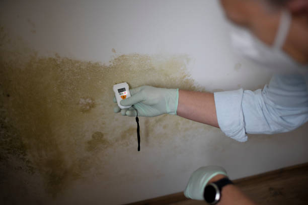 Best Basement Mold Removal  in Sun Prairie, WI